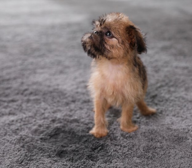 How to Remove Pet Urine from Your Rugs Taghavi's Oriental Rugs